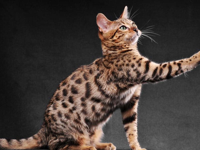 Bengals are a mix between domestic cats and Asian leopard cats. They have an exotic, leopard-like spotted coat and are incredibly playful, social, and intelligent. Bengals are high-energy and require interactive playtime. Prices vary depending on their lineage and markings, from £2,500 - £10,000. They suffer from similar issues to the Savannah.