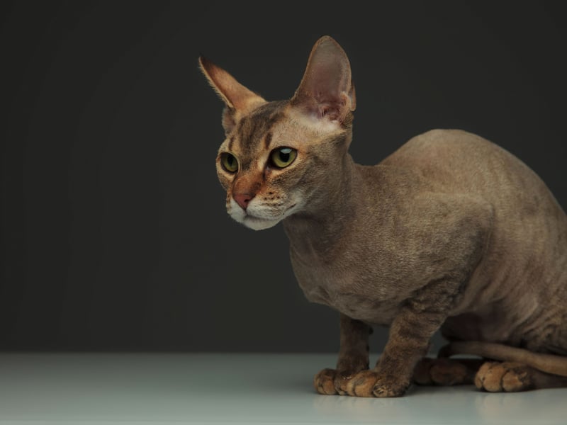 Originating from Russia, the Peterbald is an elegant, hairless breed with a slim, muscular body. They can have a fuzzy coat or be entirely bald. They are known for their affectionate, dog-like nature and enjoy being around people and other pets. They cost around £3,500 - £7,000. In common with other hairless breeds they can be prone to skin problems, sunburn and have reduced insulation.