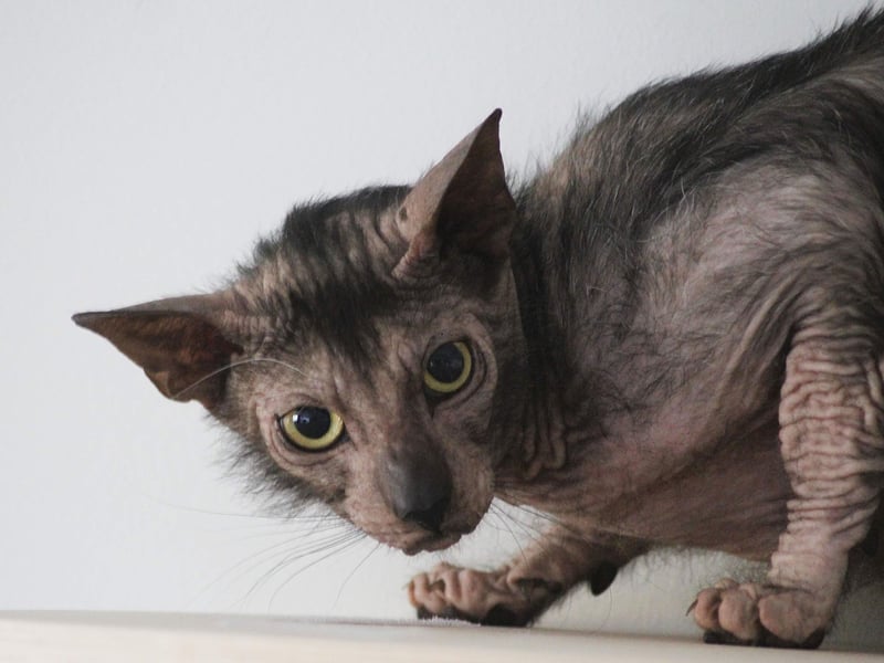 Nicknamed the 'werewolf cat', Lykois have a unique patchy coat due to a natural mutation. They are friendly, intelligent, and highly active. Their striking appearance makes them one of the rarest and most sought-after breeds - meaning a pricetag of around £2,000-£3,000.