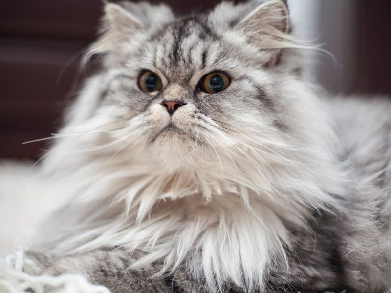Persians are long-haired, fluffy cats known for their calm and affectionate personalities which tend to sell from £1,500-£5,000. They have round faces with a signature flat nose. Due to their luxurious coats, they require daily grooming. Extreme flat-faced Persians display the brachycephalic features which can lead to protruding eyes which are at greater risk of nonreal injury. They are also likely to get infections (dermatitis) from facial skin folds, compressed airways which cause difficulty breathing and a deformed jaw which can predispose to dental disease - making normal behaviours such as eating and grooming more difficult.