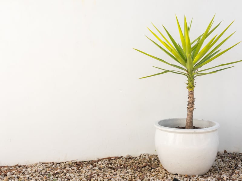 The Yucca plant can survive in a desert, so a couple of waterless weeks on your dresser shouldn't be much of a challenge. They do enjoy a bit of light though - stick them next to the window and they'll be a round for many years to come.