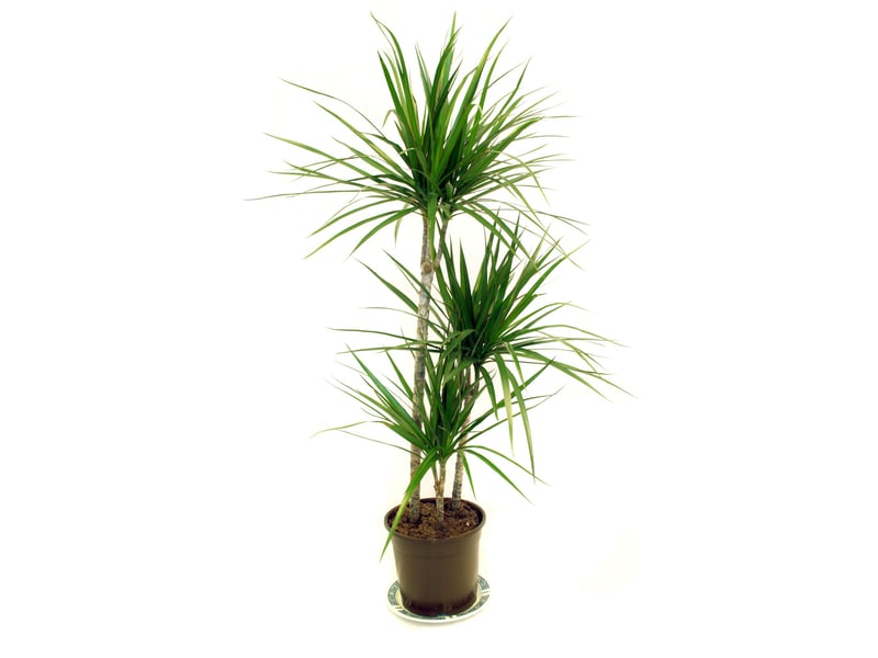 This stylish plant is known for its slender, spiky leaves. It’s drought-tolerant, thrives in low to medium light, and can endure occasional neglect with aplomb. You regularly find then for sale in supermarkets, but be careful where you put them - they are toxic to pets. 