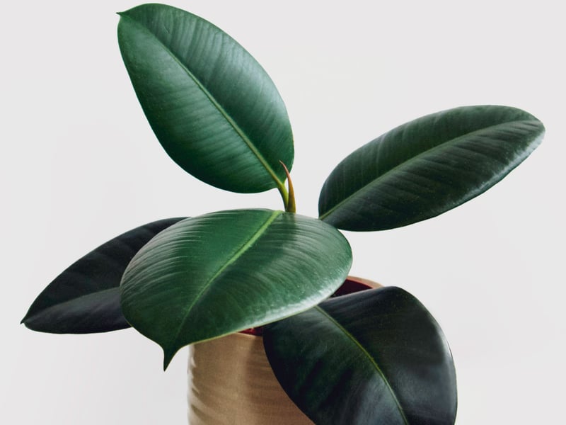 Another plant with a long history of living in UK houses, the Rubber Plant is originally from eastern parts of South and Southeast Asia. They need minimal care, aren't too fussy about light, and actually benefit from infrequent watering. Poorly looked after they'll survive, well looking after you might have a small rubber tree on your hands.