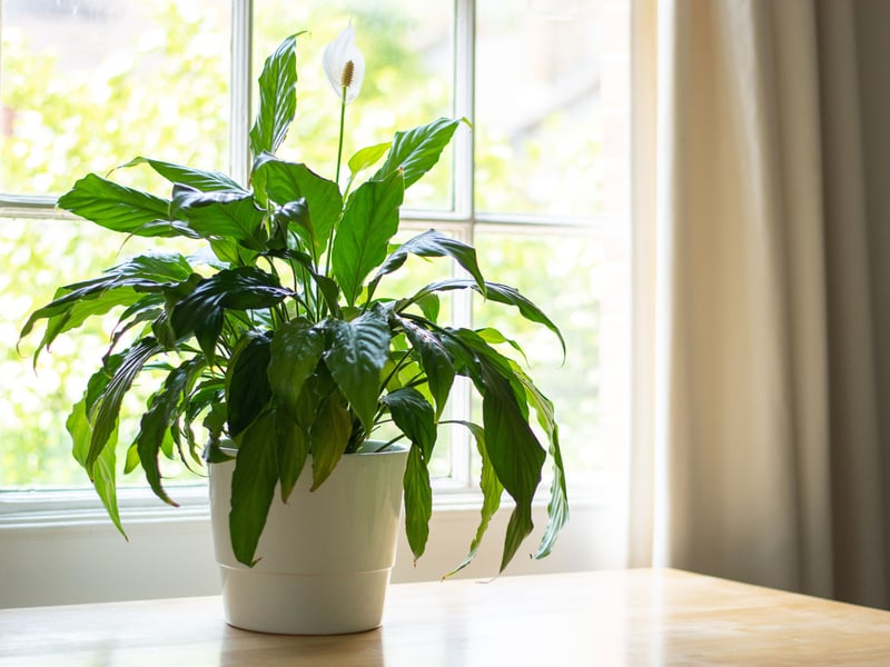 Many plant parents have come back from a holiday to be greeted by what looks like a dead Peace Lily, only to see them complete a Lazarus-like comeback once the curtains are opened and their parched earth has been watered. Their dark green leaves and (very, in our experience) occasional pretty white blooms make them a beautiful yet resilient addition to any home. 