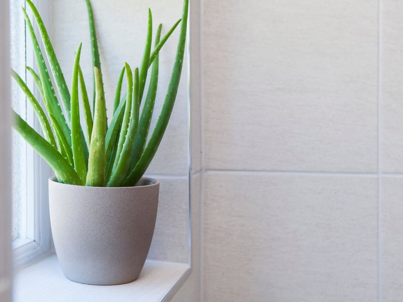 This succulent is not only tough but also useful, with its gel providing relief for burns and skin irritation - just snap off a leaf and squeeze out the green fluid. Aloe vera thrives in bright, indirect light and requires very little watering, making it perfect for forgetful plant owners. In fact, the easiest way to kill an Aloe Vera is by overwatering, so it's best not to be too attentive.