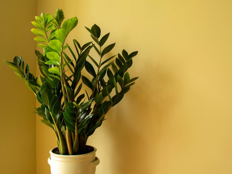 The ZZ plant (which also goes by a number of other names including Aroid Palm, Emerald Palm, Eternity Plant, Zanzibar Gem, and Zuzu Plant)  is nearly indestructible, thriving in low light and dry conditions. Originally from east Africa, its thick rhizomes store water, allowing it to survive long periods without watering. It has waxy, dark green leaves that add a sleek, modern look to any space. This plant is ideal for low-maintenance indoor gardening. 