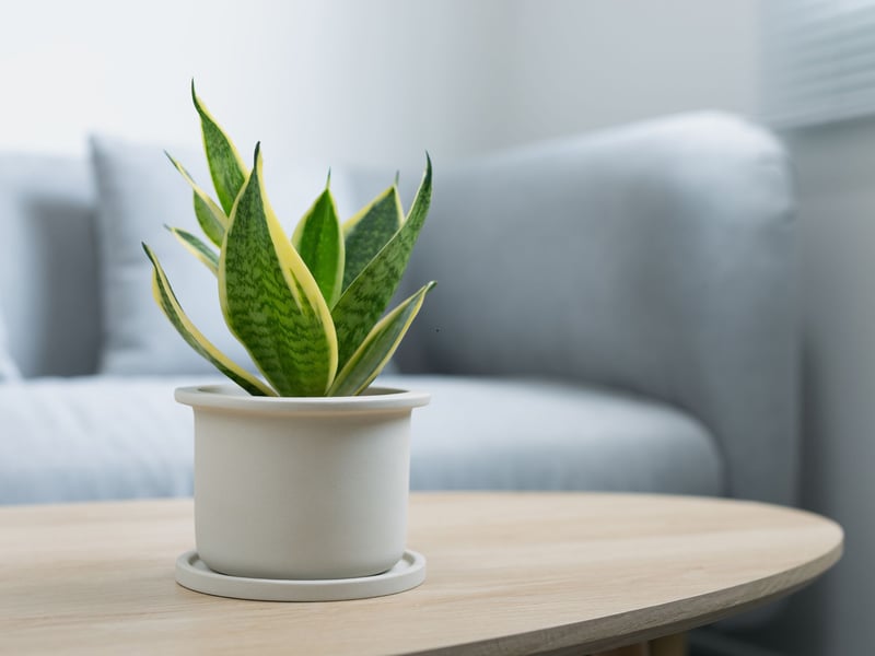 Also known as mother-in-law’s tongue, the snake plant is another African resident that is incredibly hardy. It can tolerate low light and infrequent watering while also improving indoor air quality by removing toxins. Its upright, sword-shaped leaves come in various shades of green and yellow. 