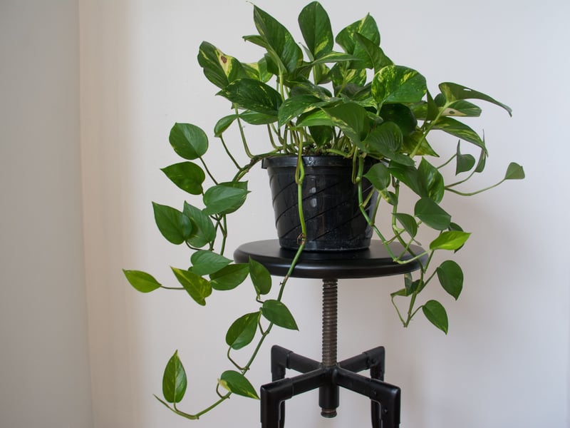 Pothos is a fast-growing, trailing vine with heart-shaped leaves. It adapts to various lighting conditions, requires minimal watering, and can help purify the air. It’s perfect for indoor hanging baskets or letting cascade over shelves. If you forget about them for a couple of weeks it'll put them neither up nor down.