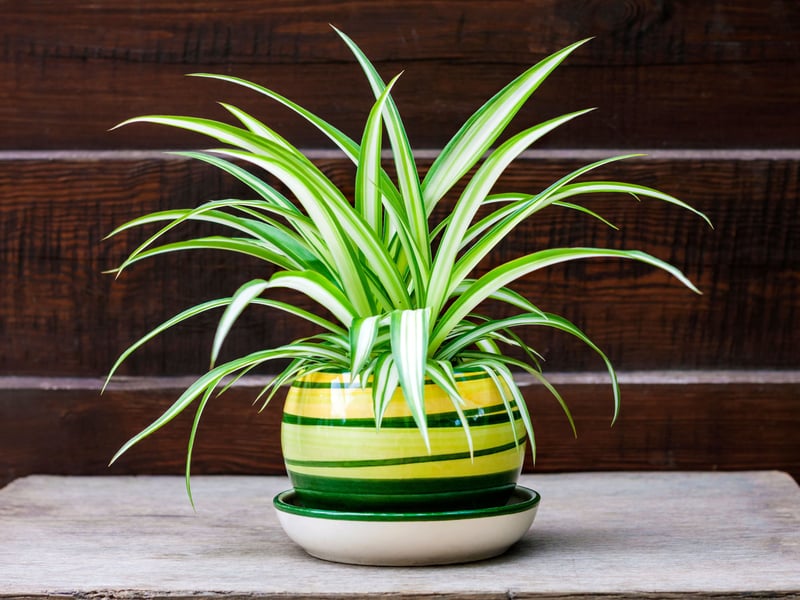 One of the most adaptable houseplants - and one of the most popular - the spider plant thrives in indirect light and can tolerate occasional neglect. It produces baby 'spiderettes' that can be propagated easily so one plant can last you a lifetime. It’s also known for improving air quality. 