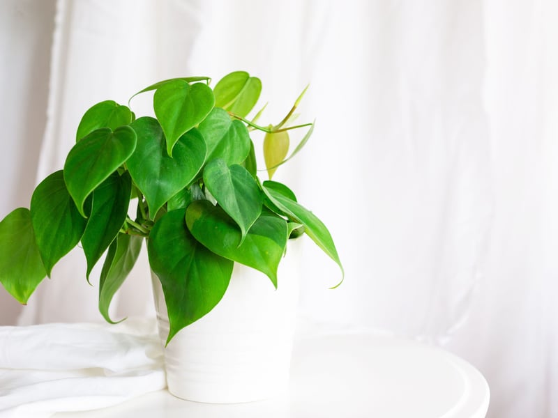 Similar to pothos, philodendrons are easy to grow and tolerate low light and irregular watering. The Heartleaf Philodendron, in particular, is a popular choice due to its resilience - and is a trailing plant so perfect for indoor hanging baskets. Pop one up at the side of a window and you'll almost be able to see it thrive and grow.