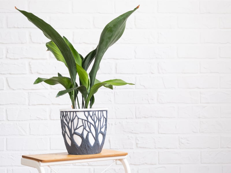 As the name suggests, the cast iron plant is extremely tough. It can survive in low light, resist drought, and tolerate temperature fluctuations - making it one of the best choices for low-maintenance plant lovers. 