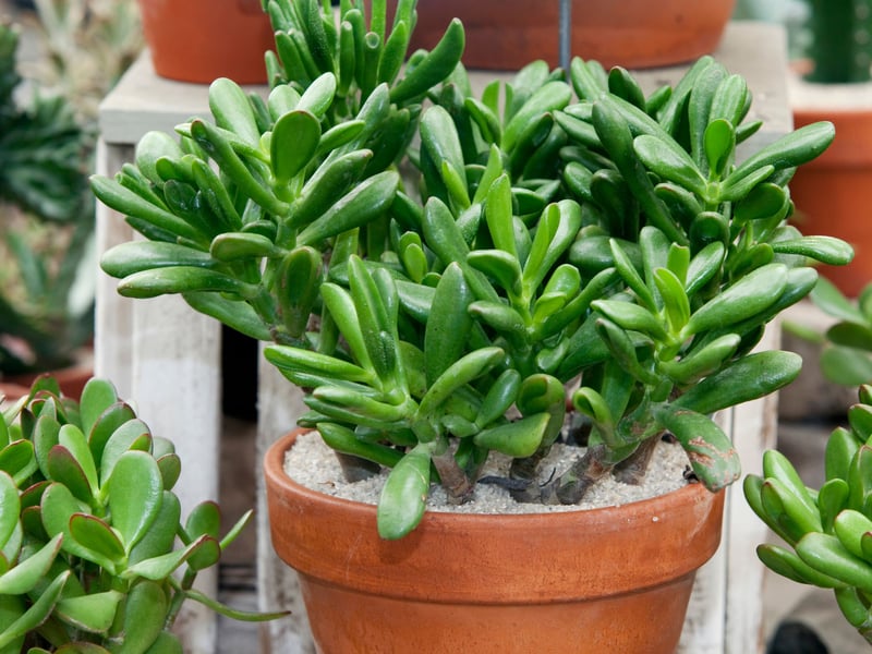 A slow-growing succulent with thick, fleshy leaves that store water, the jade plant can pretty much water itself for a few weeks. It prefers bright light but it's not essential to its survival. It's also known as the money plant, being a symbol of prosperity in its native South Africa.