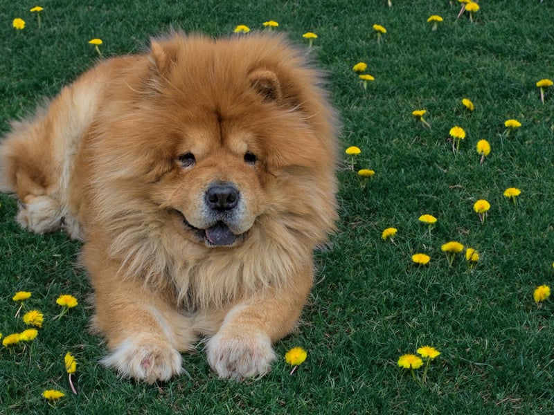 They may look like big cuddly teddy bears, but Chow Chows can become annoyed by children yelling and running around - potentially responding with aggression.