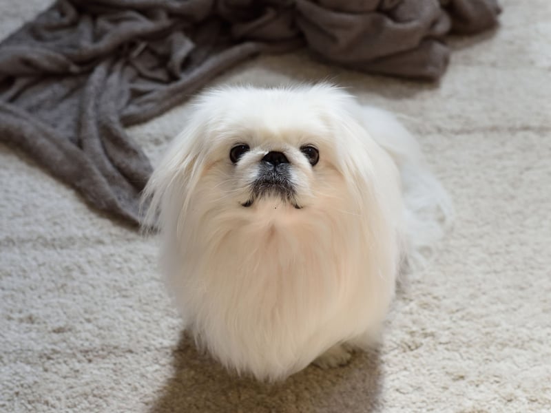 Another small dog that makes up for its tiny size by yapping and nipping, the Pekingese will not respond well to children interfering with its toys or manhandling them.