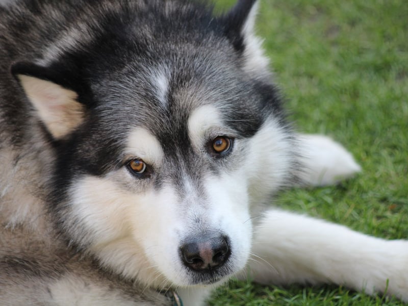 Alaskan Malamutes are a great choice for people who like taking plenty of exercise with their pets, but they get bored easily and then have a tendancy to play rough. They are also very possessive over their food, which is something a young child may find hard to understand.