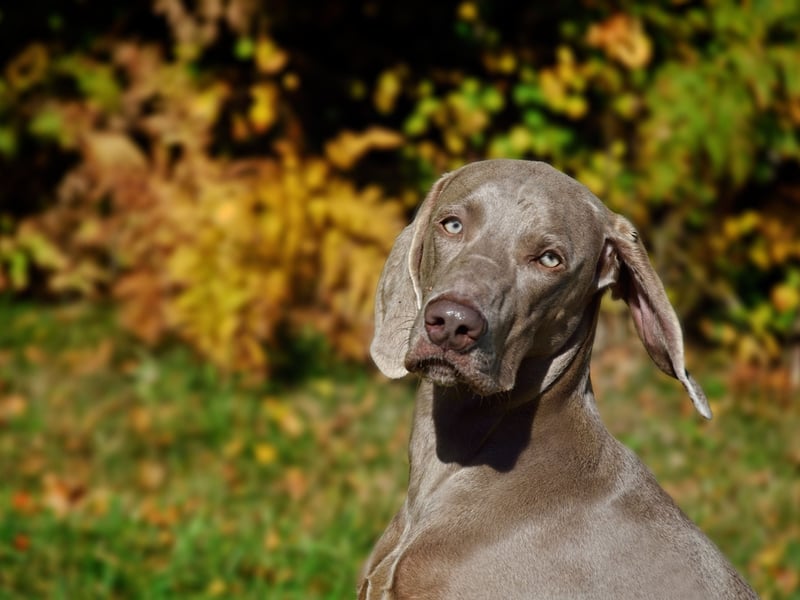 A large and beautiful dog bred to hunt big game, the Weimaraner sometimes doesn't know its own strength and can enjoy playing rough with its human family. This is no problem when it comes to adults, but can be a problem with youngsters. 