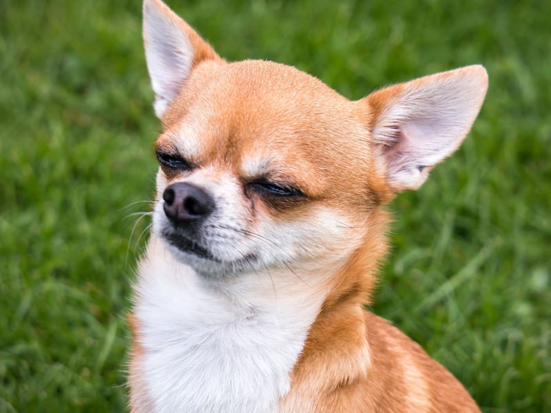 They may be small, but Chihuahuas can be fairly aggressive if their personal space is invaded and are liable to snap - a recipe for disaster for curious toddlers.