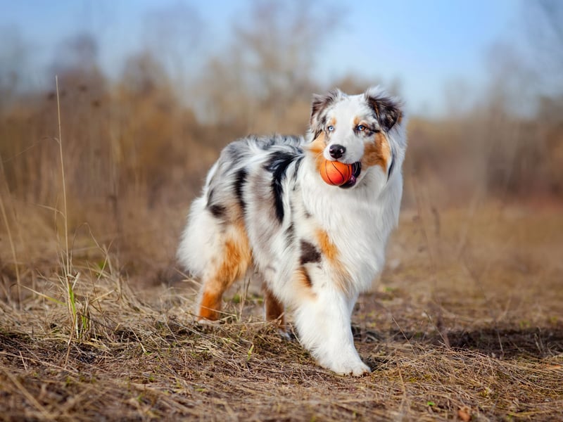 As the name suggests, Australian Shepherds were originally bred to herd sheep. One way they did this was to nip at the feet of the sheep, and its behaviour that they can now exhibit when young children are running around. 