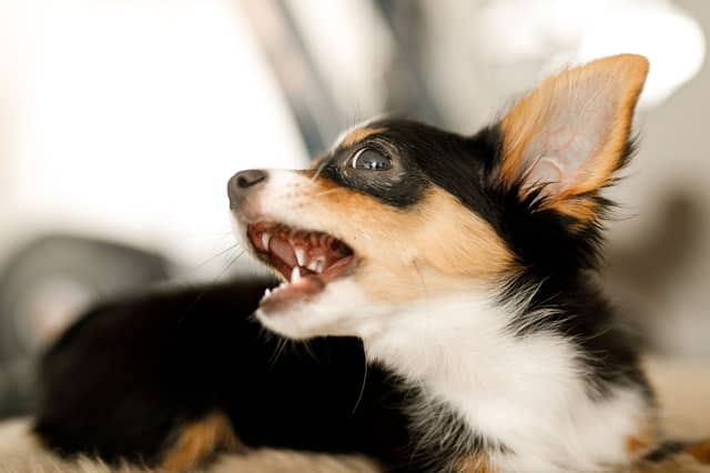 Some dogs don't mix particularly well with children.