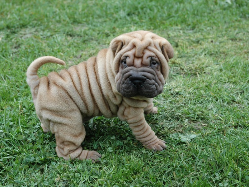 Seemingly designed to be cuddled, the Shar-Pei needs its own space and has an independent streak a mile long. If children don't respect its personal boundaries these dogs are likely to become pretty grumpy.