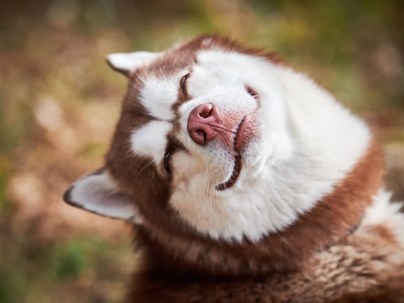 The Husky is a dog that likes to play rough - particularly when they've not had any exercise for a while - and, although it's unlikely there will be any malice involved, this can prove to be a problem when they are left alone with youngsters. 