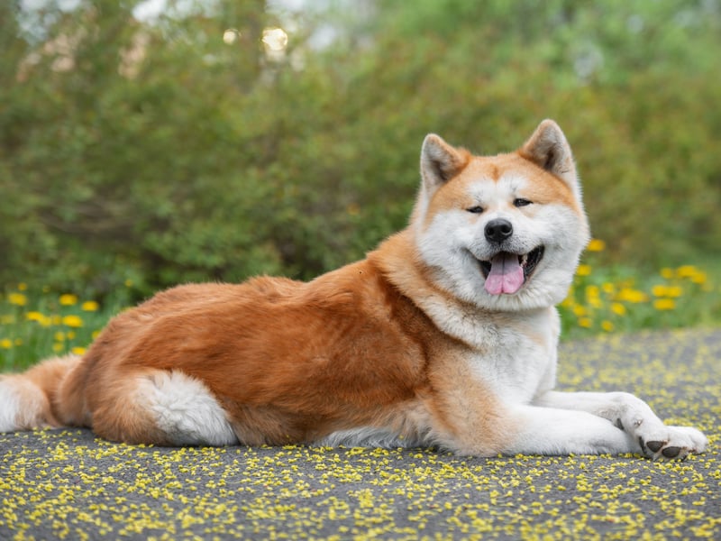 Akitas are great family protectors but respond badly to being prodded and teased by young children. They can also perceive a new baby to be a threat to their household.