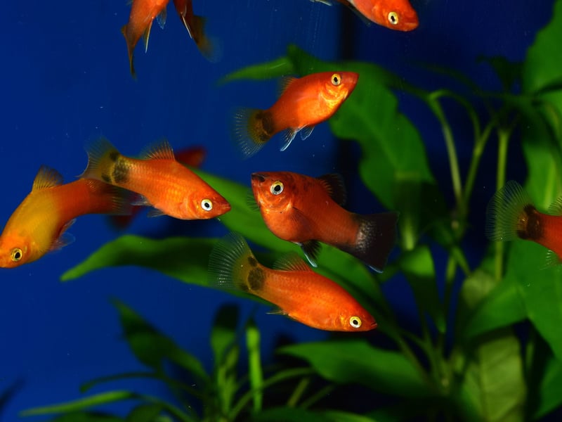The Platy is a colourful and easy to care for fish that mixes well with others thanks to their complete lack of aggression. There are actually two species - the Southern Platyfish and the Variatus Platy - but they are hard to tell apart and most fish bought from pet shops will have been interbred from the two. They can live for up to three years and come in a variety of colours, including red, yellow, orange, blue, rainbow and white.