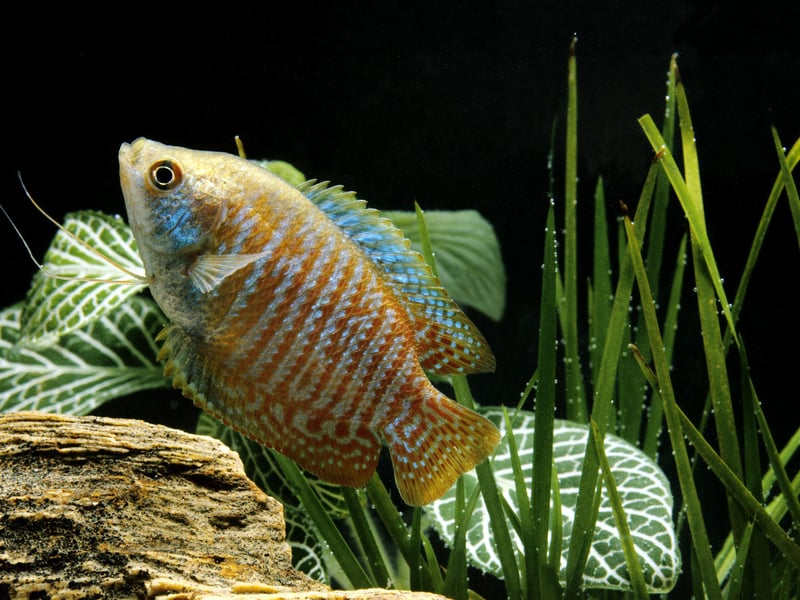 Dwarf gouramis are colorful and peaceful fish that thrive in a community tank with plenty of vegetation. The males can get a bit territorial so it's best to just have one boy fish per tank. These fish live in the wild in Pakistan, India and Bangladesh.