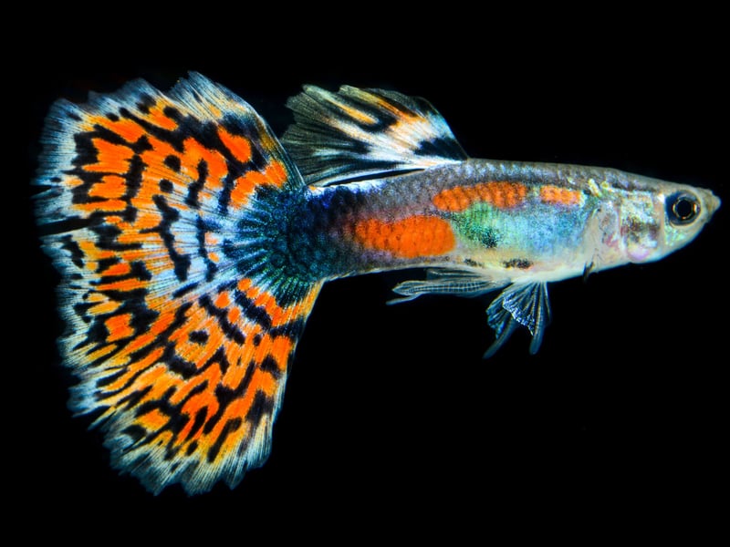 Another hugely popular staple of community tanks the world over is the brightly-coloured guppy which happily co-exists with other similarly-placid species of fish. The only exception is if they give birth to babies - it's best to pop the baby fish into a different aquarium in case they become a snack.