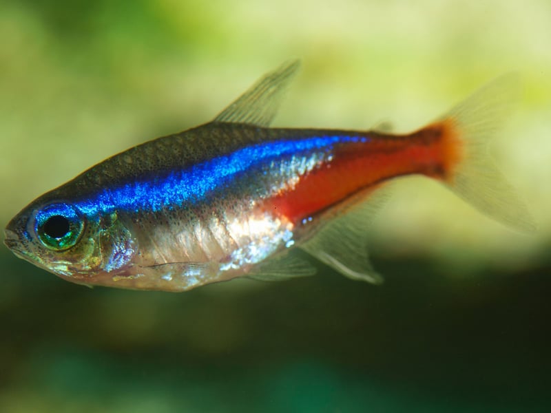 Neon Tetras are one of the world's most popular tropical fish, with the small, schooling fish known for their striking blue and red stripes. It's best to keep at least six so they have a group of buddies to swim around with. This is a fish that doesn't have an aggressive scale on its beautiful body.