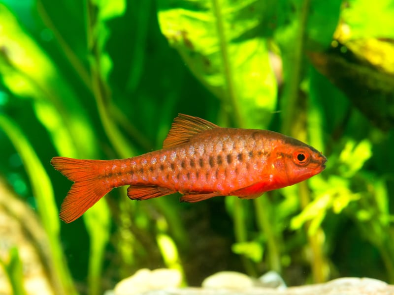 Most species of barb are pretty chilled, but the Cherry Barb is probably the least aggressive of the lot - they're unlikely to lay a fin on another fish. Another schooling fish, they like to have their own wee gang of fellow barbs.
