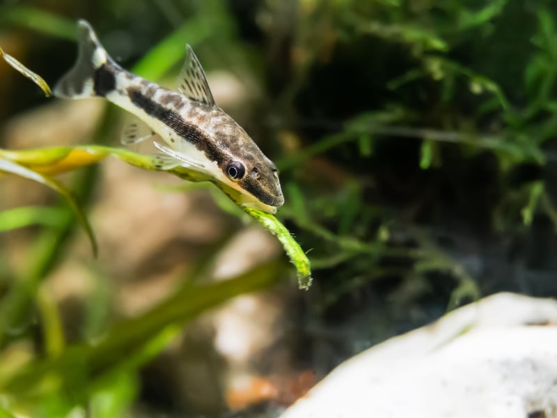 Otocinclus Catfish are small algae eaters that thrive in groups. They are highly peaceful and help control algae growth in a community tank. They require a well-established aquarium with plenty of biofilm and hiding spots. They do best with tetras, rasboras, and other non-aggressive fish.