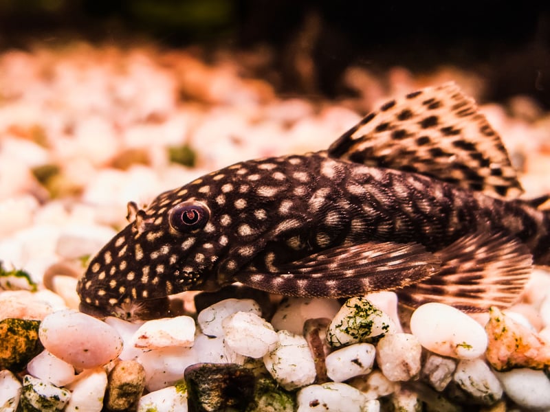 Amazingly camoflagued - you could be forgiven for thinking they're a rock - Bristlenose Plecos are peaceful algae eaters that help maintain a clean tank. Unlike the Common Plecos, they stay relatively small, making them more suitable for home community aquariums. Pop a piece of driftwood in their tank so they can enjoy gracing on it.