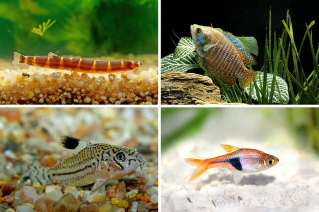 Four fish that will happily live in a community tank with other colourful species.