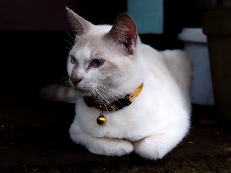 A close cousin of the Balinese, Javanese cats only shed lightly, due to them lacking an undercoat. These clever cats sadly share the common genetic disorders suffered by Balinese and Siamese breeds.