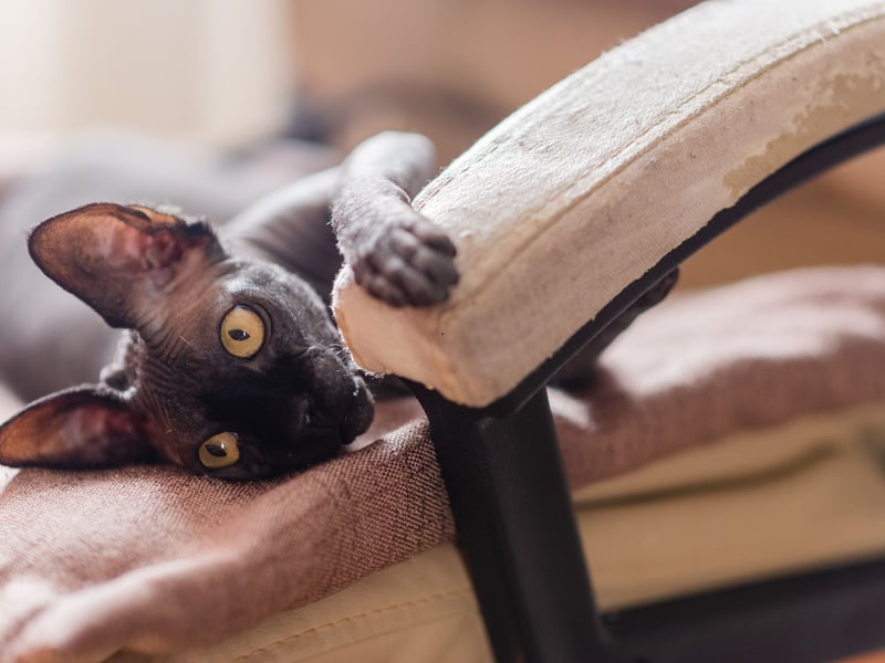 If it's hair that's the problem, then the Sphynx is a good choice because it doesn't have any. Despite their lack of hair, these cats require regular bathing to remove skin oils but produce minimal allergens. They suffer from the same health problems as the Peterbald, only more so.