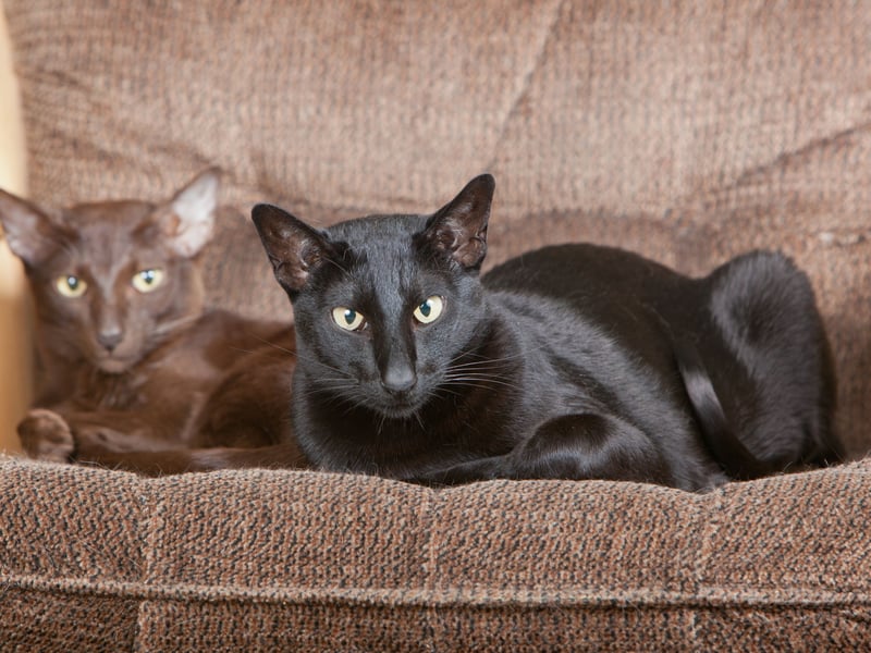 A close relative of the Siamese, the Oriental Shorthair breed has a sleek, short coat that sheds minimally. They are known for their vocal, affectionate, and social personalities, but suffer from the health conditions common to othe flat-faced brachycephalic breeds.