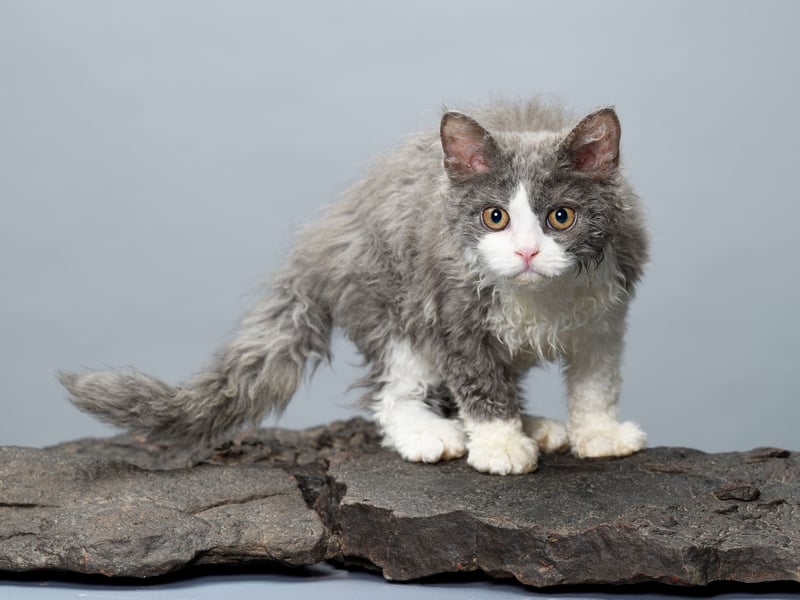With their adorably curly coat, Selkirk Rex cats shed less and produce less dander than other breeds. They are relaxed, affectionate, and enjoy human interaction. While the name may suggest they come from the Scottish town of Selkirk, they were actually first bred in the American state of Montana. They were named after the first breeders stepfather, who was called Selkirk.
