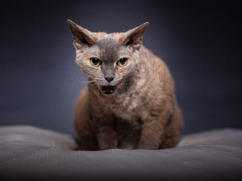 Similar to the Cornish Rex, the Devon Rex has short, curly fur that doesn’t shed much. They are mischievous, affectionate, and highly social. As the name would suggest, they were first bred in Corwall in the 1960s.