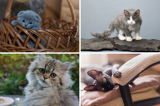 Four of the most hypoallergenic breeds of cat.