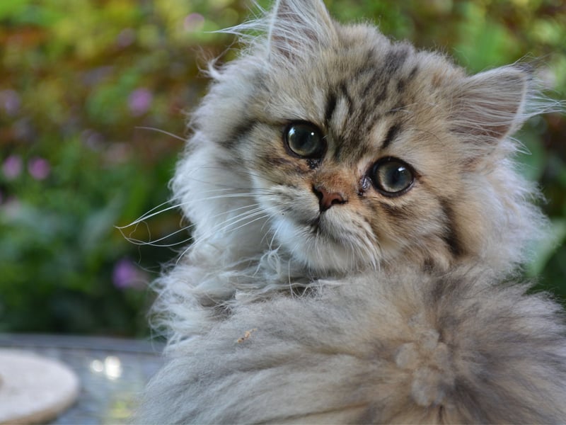 The king of the flat-faced cats, the Siamese suffers the predisposition to a variety of health issues - the general rule being the flatter the face, the more serious the risk of illness. They have short, low-shedding coats and require little in the way of grooming.