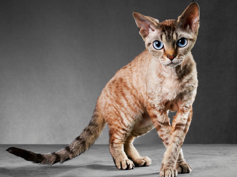Unlike most ither breeds of cat, the Cornish Rex only has a fine undercoat, leading to significantly reduced shedding - ideal for those with heair allegies. Their fine coat means that they can get chilly easily - so best to keep them inside in winter.