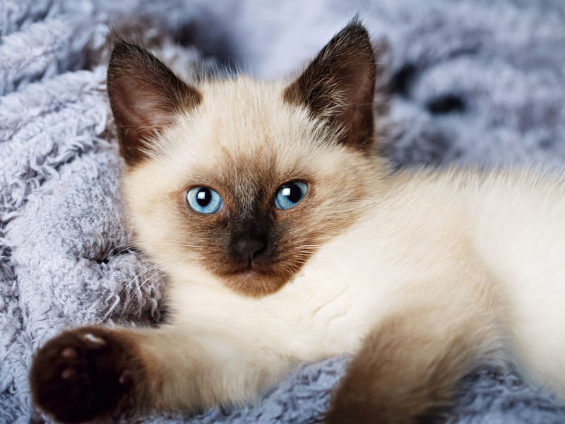 Also known as the 'long-haired Siamese' Balinese cats have silky, low-shedding coats. They are known for their affectionate nature, intelligence, and love of human companionship - and shouldn't cause too much sneezing. Sadly, as they are a brachycephalic (flat-faced) breed they are predisposed to a range of health problems, including nonreal injury, dermatitis, compressed airways and deformed jaws.