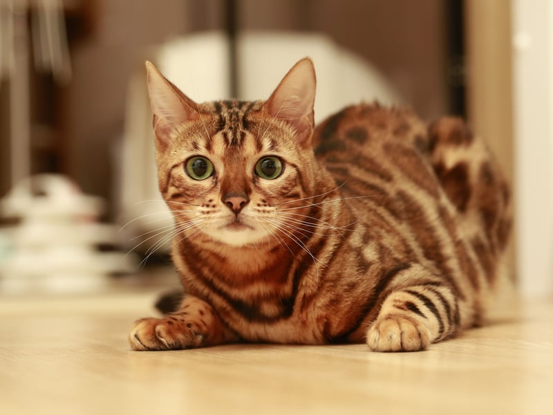 Bengals have a short, fine coat that requires minimal grooming. This coat has  reduced dander and minimal shedding, making them a good choice for allergy sufferers. A mix between domestic cats and Asian leopard cats, their genetic closeness to wild cats means that thay can be aggressive and territorial.