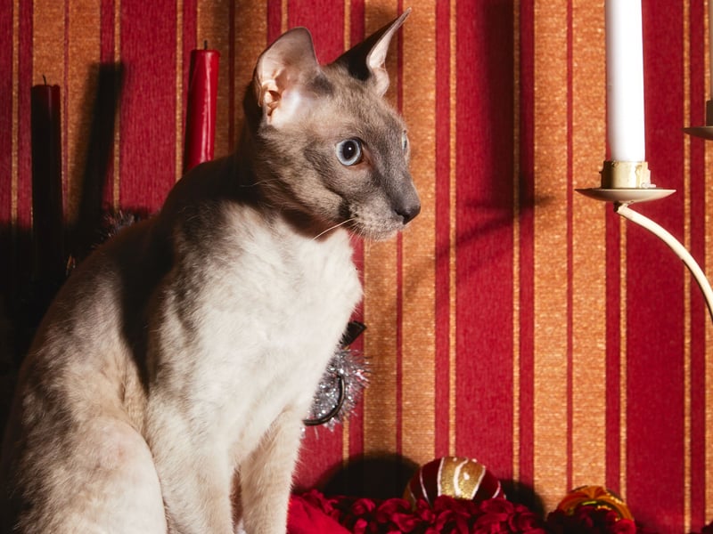 The Peterbald is a breed that is often hairless - or at the most has a very fine coat - making them an excellent option for those with allergies. Originally from Russia, they are known for their affectionate, dog-like nature and enjoy being around people and other pets. In common with other hairless breeds they can be prone to skin problems, sunburn and have reduced insulation.