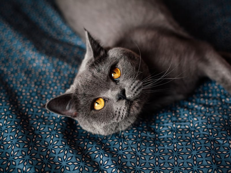 Although not typically considered hypoallergenic, British Shorthairs shed less than other fluffy breeds and have lower dander levels. 