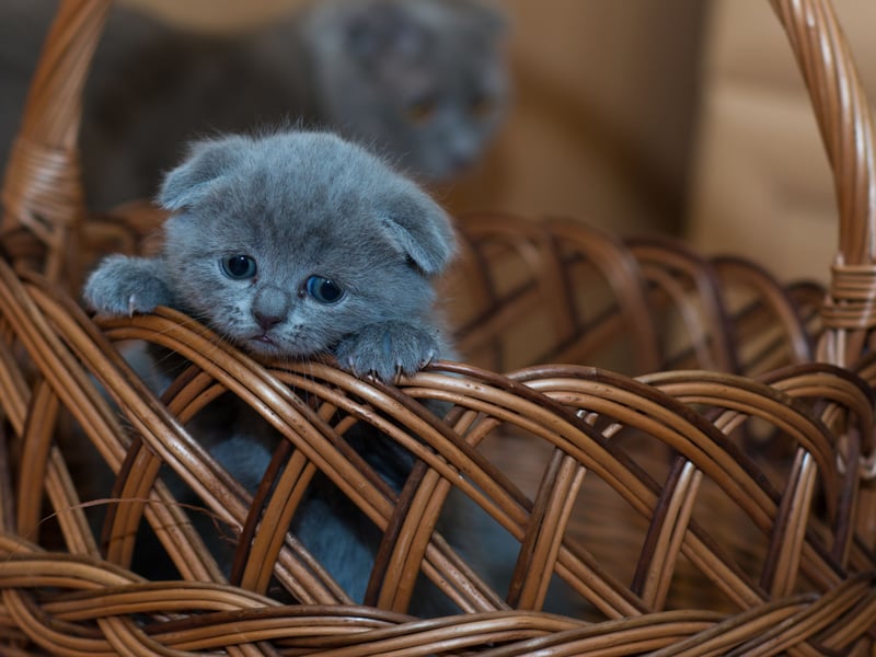 The supremely elegant Russian Blue has a short, dense coat that produces lower amounts of Fel d1 - the protein most likely to cause an allegic reation. These are cats that form a particularly strong bond with their owner.