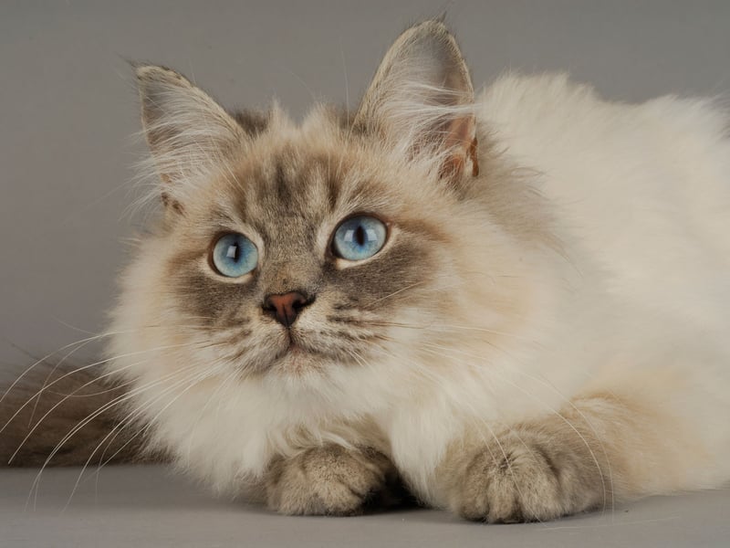 With their luxuriant thick fur, Siberian cats wouldn't seem to be an obviously hypoallergenic species. They are pretty good for allegy sufferers though, producing less of the protein that typically causes human sniffles than other cats. They need plenty of grooming but produce surprisingly little dander.