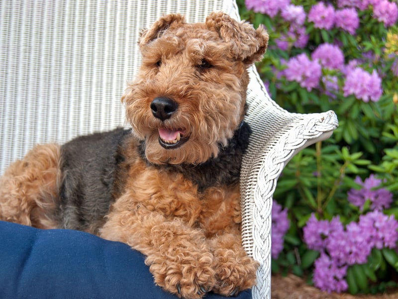 Completing the top five most beautiful dog breeds is the Welsh Terrier, with a score of 85.9 per cent. The Welshie originated in Wales in the 1700s where it was used to hunt fox, rodents and badger - being the perfect size and shape to access the creature's burrows.