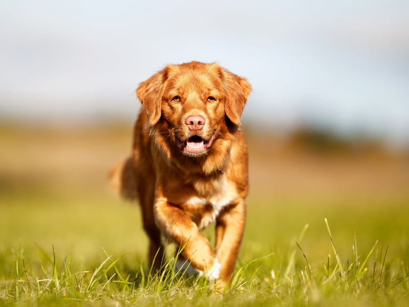 While there's no place in this list for the higely popular Golden Retriever and Labrador Retriever, their close cousin the Nova Scotia Duck Tolling Retriever does make the cut, with a score of 85 per cent. The smallest of the retriever breeds, the 'tolling' part of their name comes from their skill at luring ducks into gunshot range for their hunter owners.